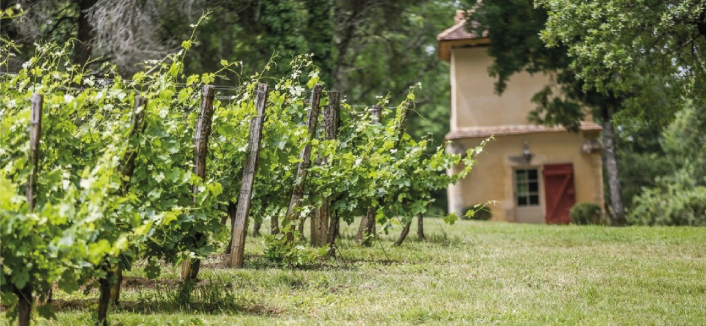 Château Terre Vieille, vignes et pigeonnier Rangs de vigne du Château Terre Vieille devant un pigeonnier du domaine, à Saint-Sauveur