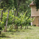 Rangs de vigne du Château Terre Vieille devant un pigeonnier du domaine, à Saint-Sauveur